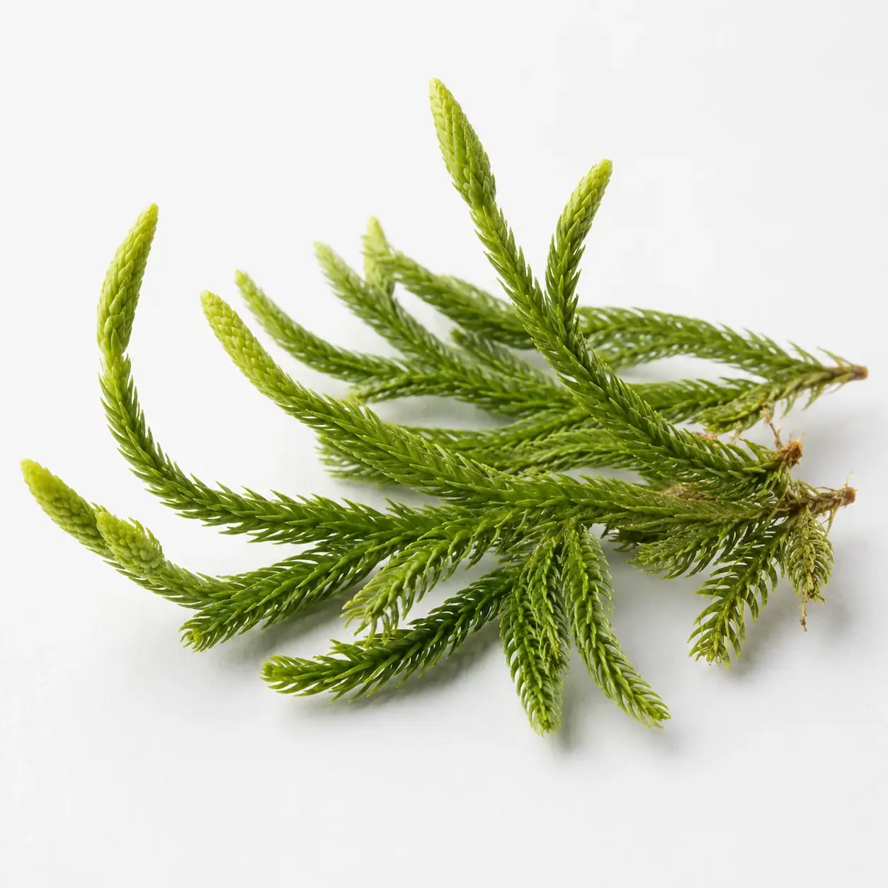 Mind Vault ingredient ten